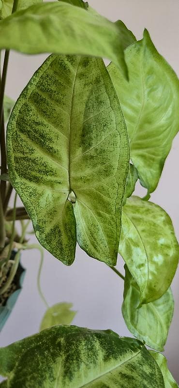diffenbaxiya bitkisi: Syngonium. Baxımı rahat ve tez böyüyen bitki — 3