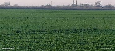 qubada satılan həyət evləri: Kənd təsərrüfatı — 2