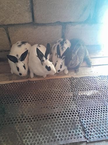 suda yaşayan heyvanlar haqqında məlumat: 4 dedi bogazdi hamsi — 4