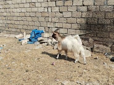 Heyvanlar üçün mallar: Sağlam quzudu heç bir problemi yoxdur son qiymətdir almıyanlar narahat — 3