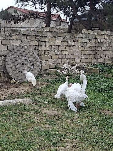 kanada hinduşkası: Erkək, Damazlıq — 4