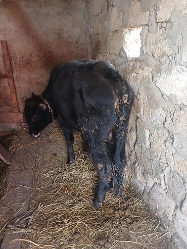 Quzu: 3 dene super erkey danlar — 1