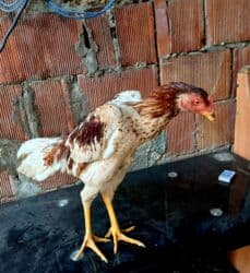 Inəklər, öküzlər: Xoruz, Yapon, il: 3, Pulsuz çatdırılma — 6