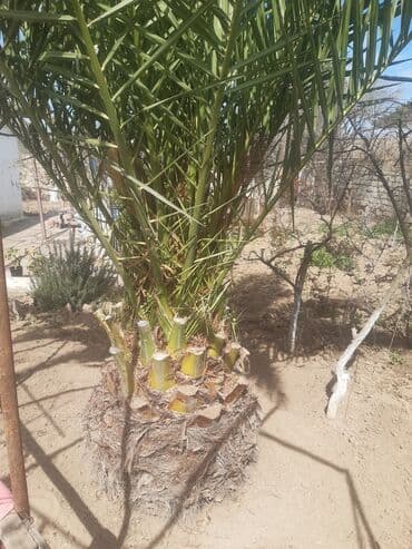 finik: Finiki maştağadadi ağac — 2