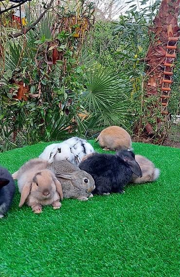 dovşan qəfəsləri: Wekilde gorduyunuz xolandski lop balalar satilir mini 4 ay — 9