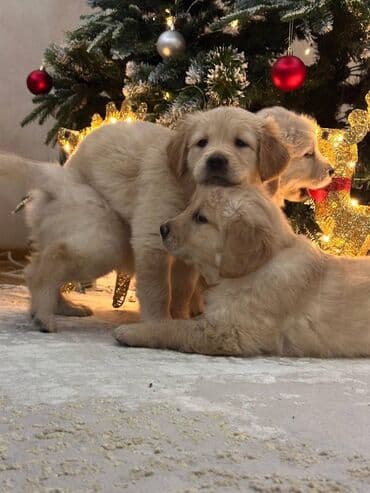 Gəmiricilər: Retriever, 2 ay — 6