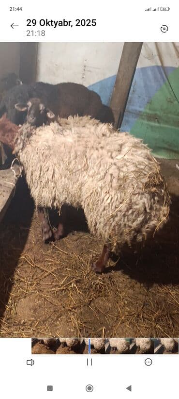 dovşan satışı: Qoç satlir — 2