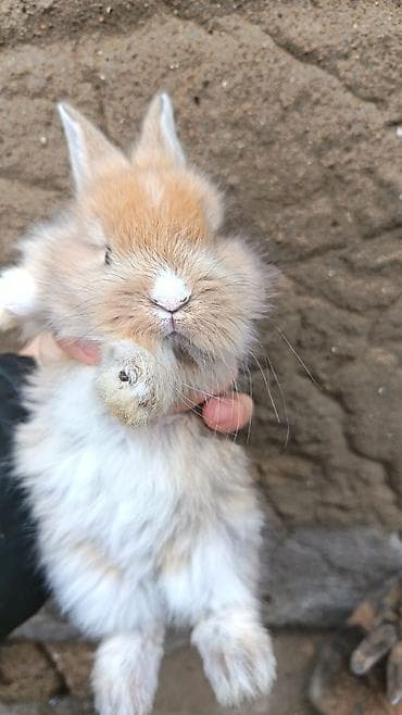 Mini dekorativ dovşan balaları - Çox kiçik ölçülü, ovucluğa sığan