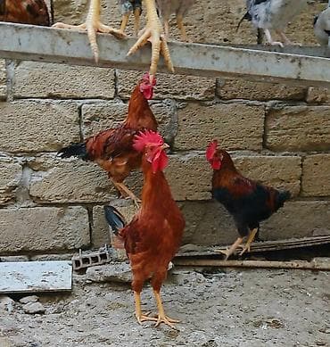 qus: Məhsul: Xoruzlar və toyuqlar (qarışıq rəngli yerli/hibrid cinslər) — 1