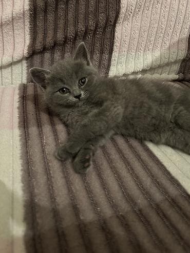 Britan, Dişi, Yaxşı əllərə — 4