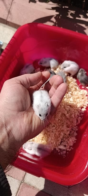 Gəmiricilər: Yeni qəfəs😍 2xomyak ağ və boz🥰 qəfəsin içində Fırlanan çarxı🤩 Su — 1