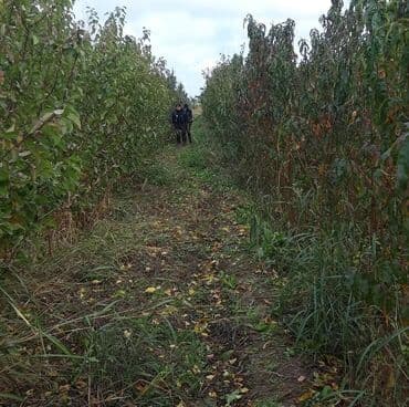 ucuz seyf qapilar: ​🌿 SAQİ TİNGÇİLİK: Bağınıza Həyat Verin! 🌿 ​Tərtər keyfiyyəti bütün — 7