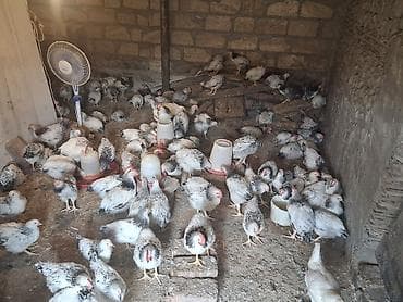 Toyuqlar: Məhsul: Təmiz cins ət-yumurta istiqamətli toyuqlar (ağ lakenvelder — 1