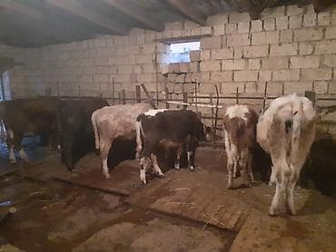 Dana, buzov, Dişi, ay: 1, 100 kq, Ətlik, Ünvandan götürmə, Ödənişli çatdırılma