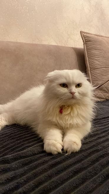 sotland pisiyi: Şotland — 1