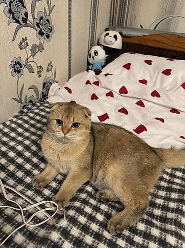 Шиншилла, Самец