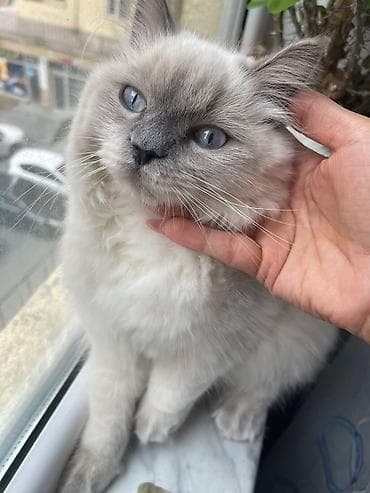 broyler yemi: Dişi — 1