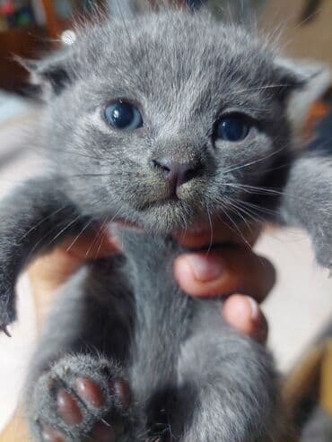 ingilis setter it cinsinin digər adı: Şotland — 3