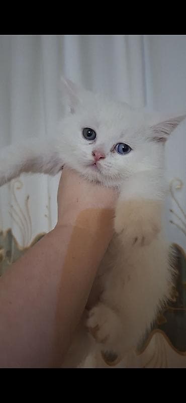 british pişik: Şinşilla — 4