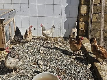 ördək balası və cücə: Toyuq, Yumurtalıq — 1