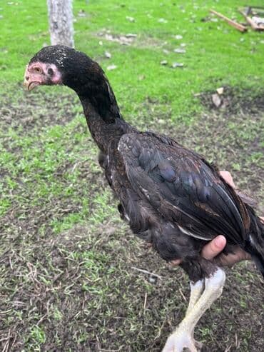 ineklerin satisi: Toyuq cücələri, Damazlıq — 8