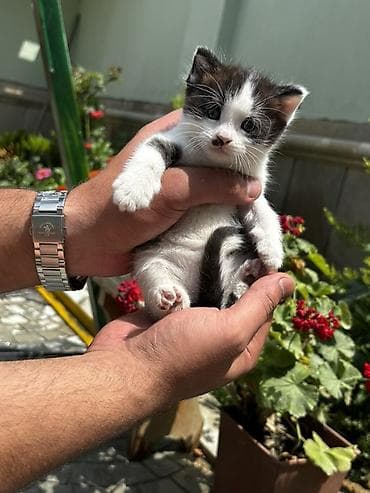 pisik ag: Erkək, Yaxşı əllərə — 7