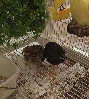 scottish fold qiyməti: Çin bildirçini cütü satılır cütü 30 m — 1