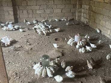 bildirçin az: Satılır: bildirçin sürüsü - Cinslər: ağ, qəhvəyi və qarışıq rəngli — 5