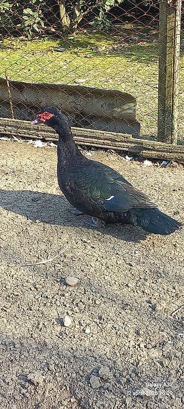 mandarin ördək: Erkək, | Lal ördək, Ətlik — 6