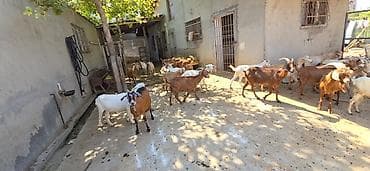 теке: Ağ keçilər Sənan və Alpin qarışığıdır. Kariçnivilər sənan və hələb — 3