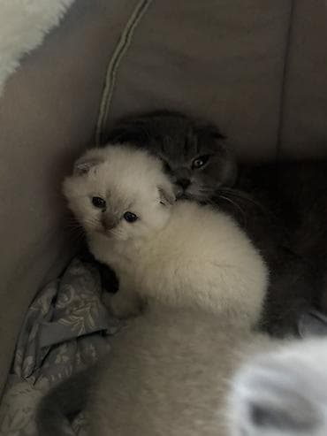 Şotland, Erkək, Dişi, Yaxşı əllərə, Ünvandan götürmə, Ödənişli çatdırılma