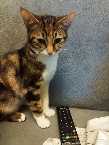 dişi quzu: Benqal, Dişi — 4