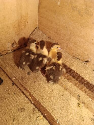 ucuz pişikler: Məhsul: Türki balaları (hinduşka balaları) Təsvir: - Şəkillərdə yeni — 1