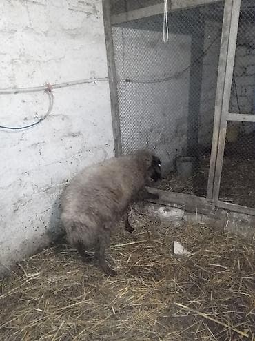 Телята: Sağlamdı 2ci qarına qoça gəlib. Ünvan Novxanı — 2