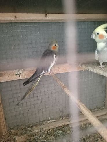 qiz it adlari: Korellla papuqayları cütdülər sarıbaş ərkeydi boz dişidi tam sağlam — 1