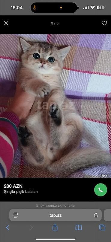 golden pişik: Britan — 4