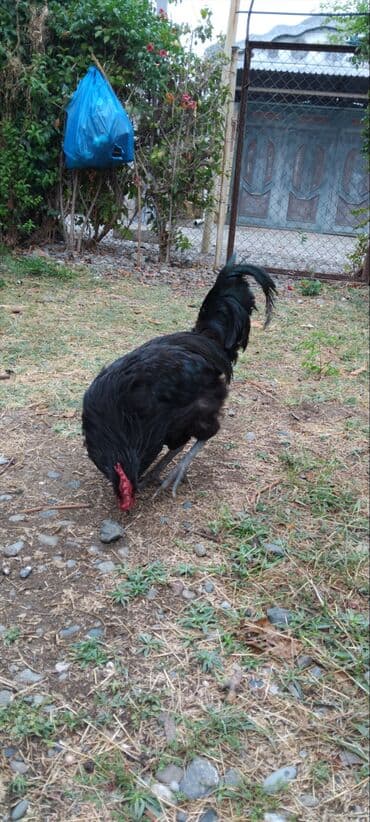 pişik satışı ucuz: Avstralop tek xrozu 30 manat 1 yaşi var — 2