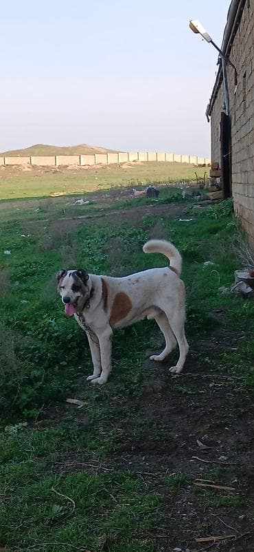 şpits itleri: Qurdbasar, 2 il, Erkek, Peyvəndli, Ödənişli çatdırılma — 4