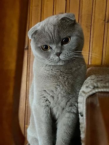 akita satilir: Şotland, Dişi, Yaxşı əllərə, Ünvandan götürmə — 1