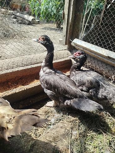 pekin ordək: Qiymən 25 başliyir hamisi cins heyvanlardi, 2 ədəd dişi macar, 1 — 6
