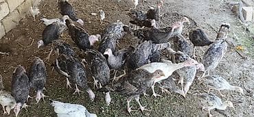 28 ədəd 4 Aylıq Hind Quşları Satılır. Real Alıcılar Narahat Etsin