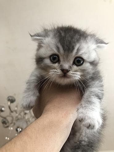 erkək keci: Britan yastı qulaq, Erkək — 1