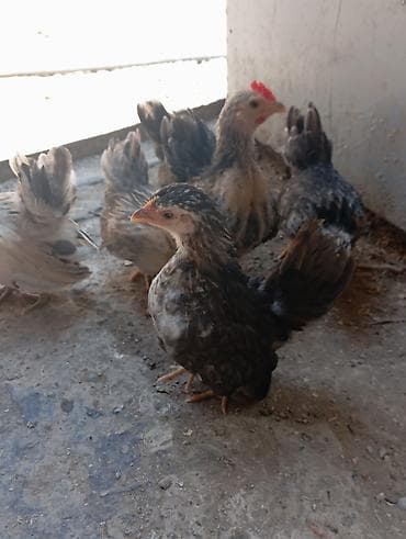 anqus dana satışı: Serama cücələri satılır hamsı sağlam cücələrdi 1beçə 5fərədi — 5