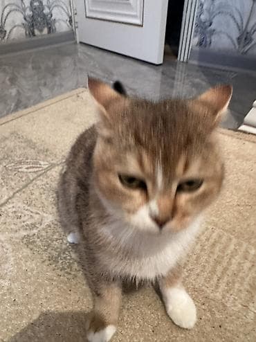 Digər heyvanlar: Britan — 2