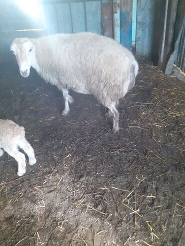 bezekli qoyun sekilleri: Hevan celilabad ciddi şəxslər zəngin vursun 3 qarına doğub balası — 2