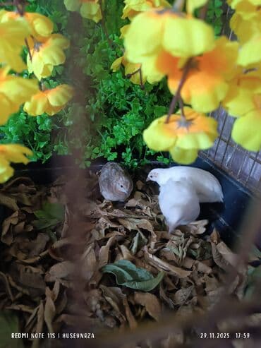 ari ailesi satilir: 1 erkek 2 dişi çin bildirçinləri satılır yumurtayan quşlardı qiymet 3 — 1