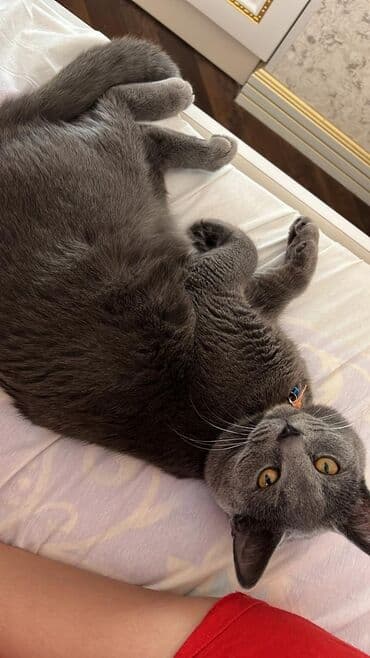 britan pişiyi: Britan, Erkək — 9