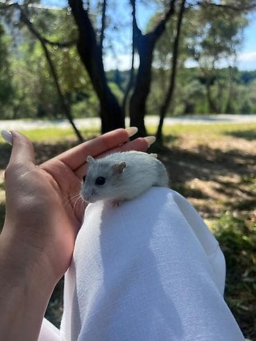 yem karma: Cırtdan hamster – yumşaq ağ-boz tüklü, qara parlaq gözlü, kiçik — 1
