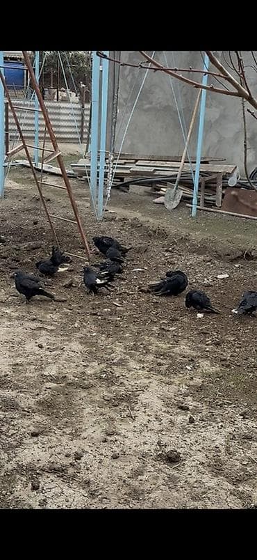 goyərçin: Quslar optom satilir 3 manatdan ciddi alicilar yazsin — 2