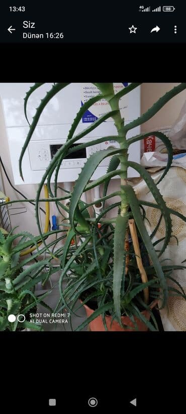 sine boyuden bitki: Nəzər gülü göründüyündən də Maşallah böyükdür 35 m aloe Vera 25 m bir — 4
